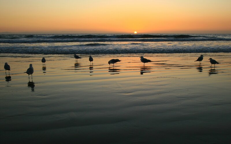 Seagulls on the beach at sunset