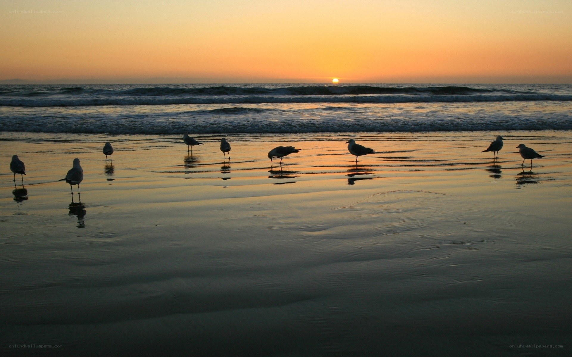 Seagulls on the beach at sunset