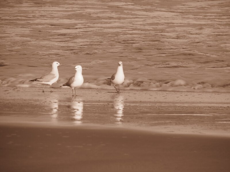 Seagulls on the beach
