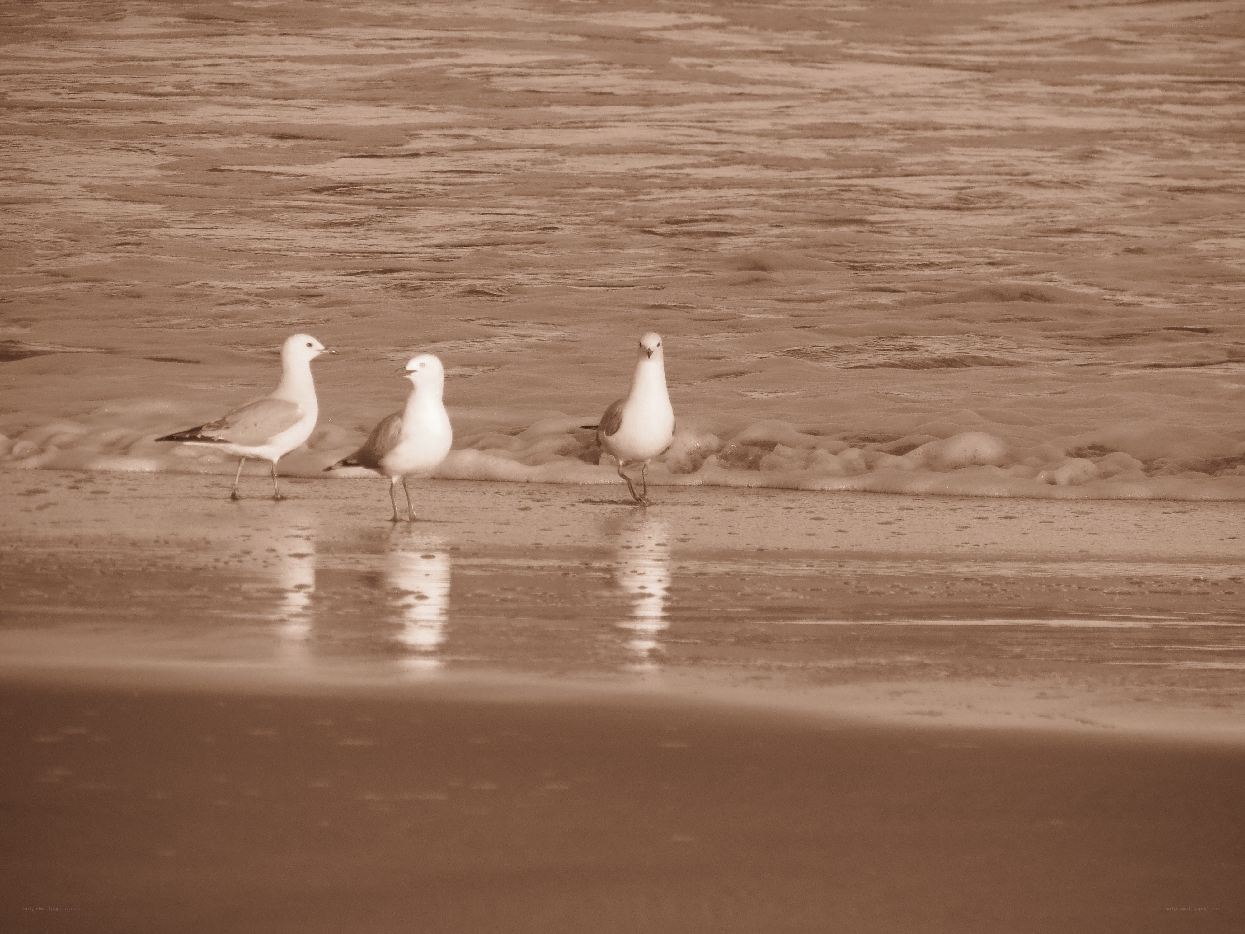 Seagulls on the beach