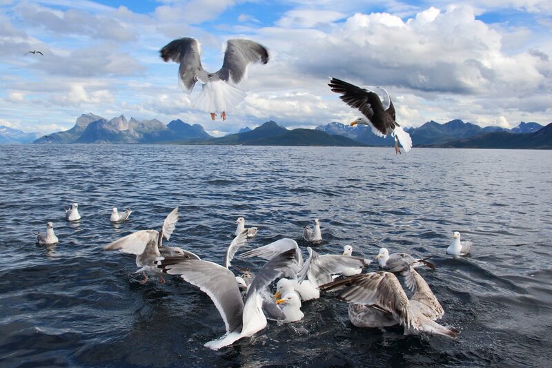Seagulls on Water — Blue