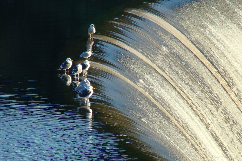 Seagulls on Water