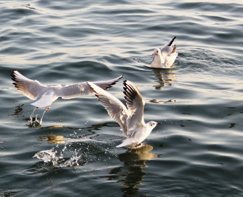 Seagulls on Water — White