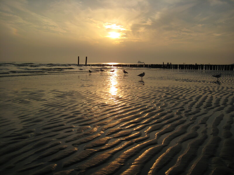 Seagulls on Wet Sand — Gold