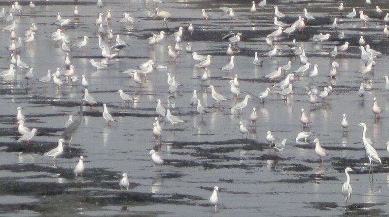 Seagulls on Wet Sand