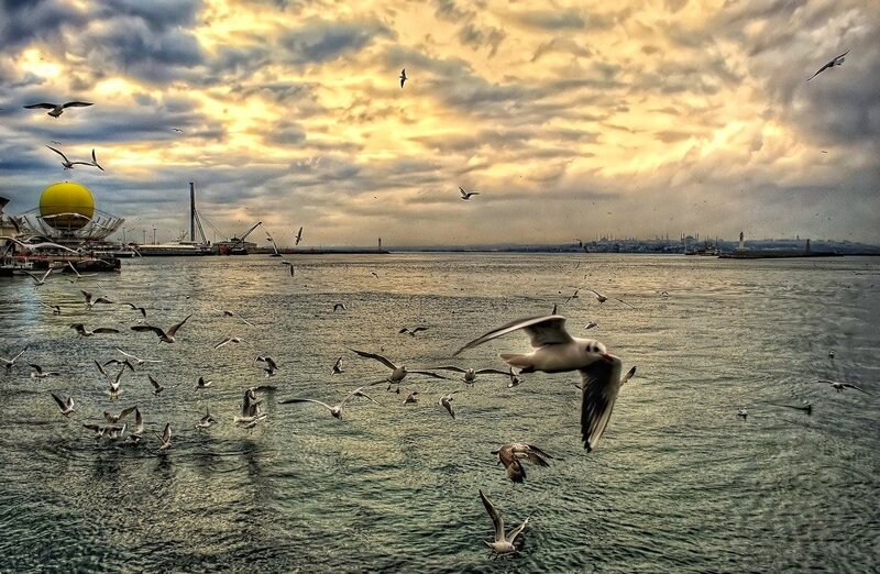 Seagulls over a city harbor