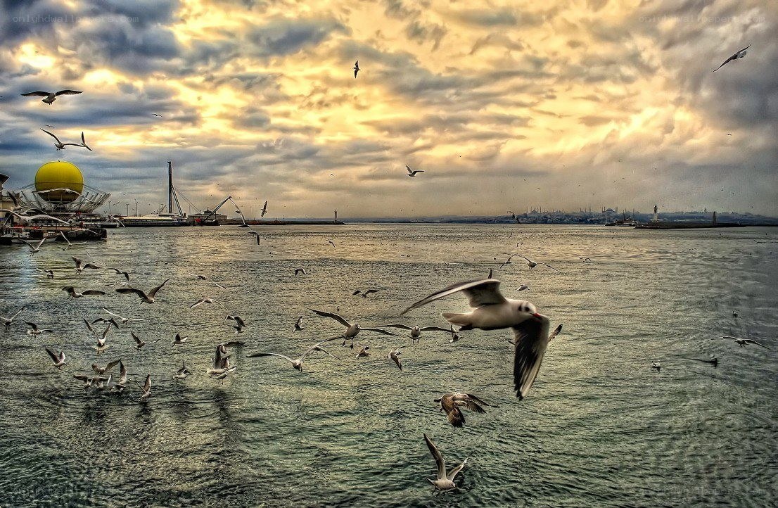 Seagulls over a city harbor