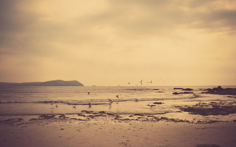 Seagulls over a coastal beach