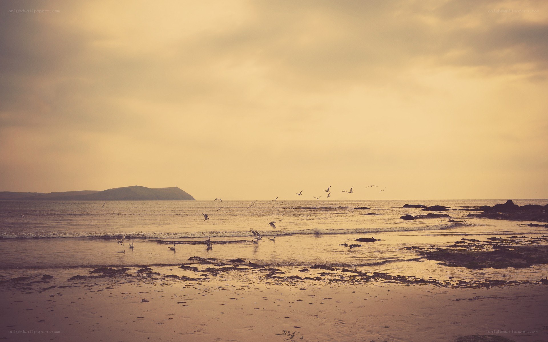 Seagulls over a coastal beach