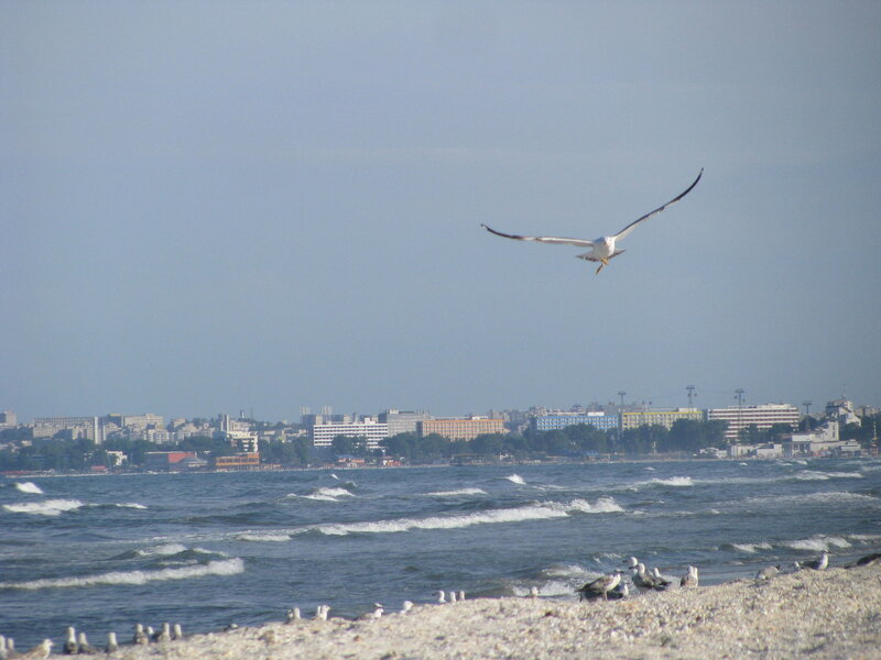 Seagulls over a coastal city