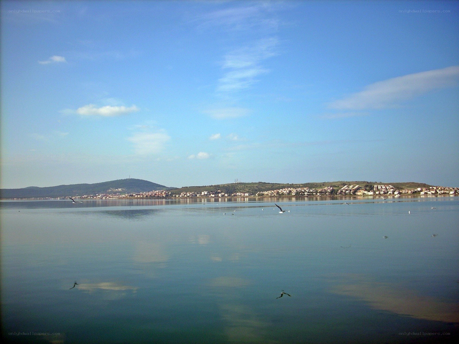Seagulls over a coastal town