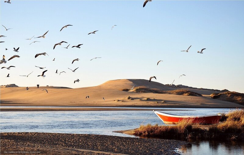 Seagulls over a desert river