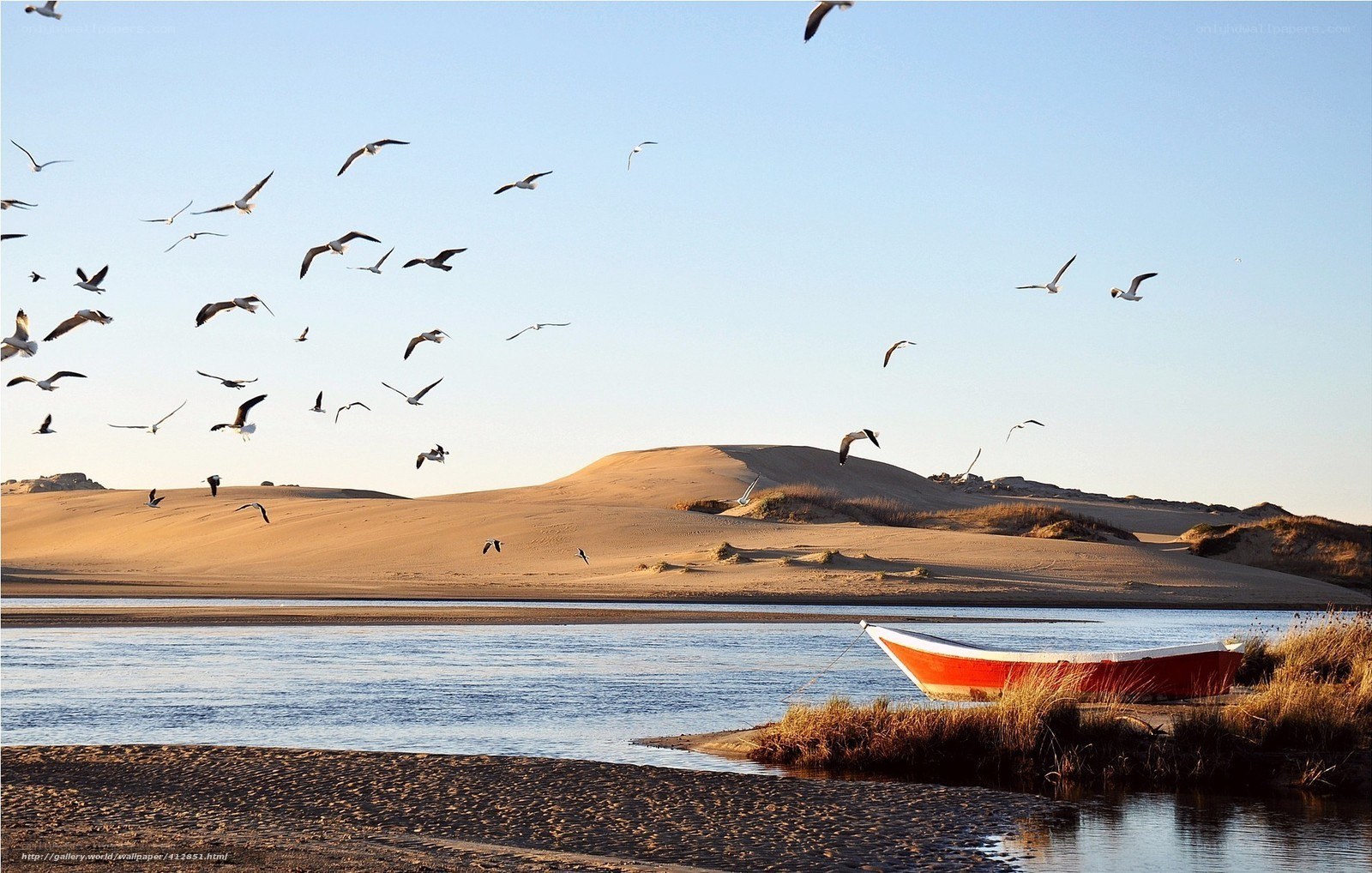 Seagulls over a desert river