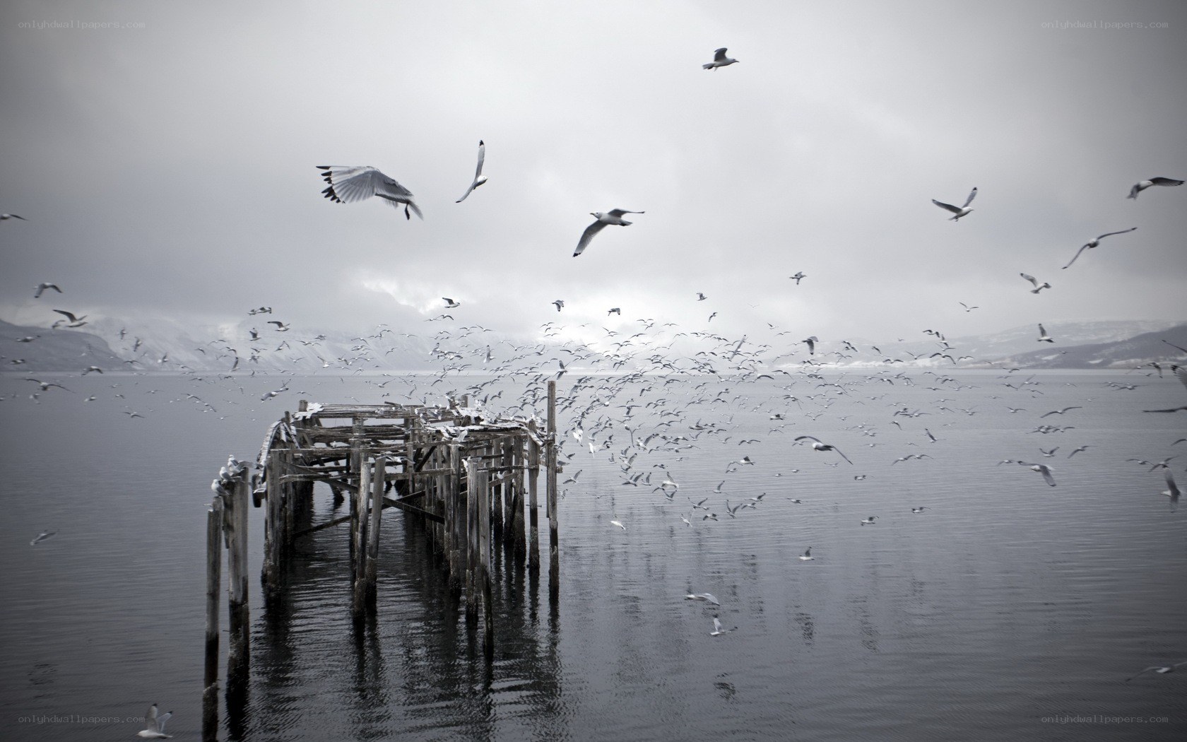 Seagulls over a dilapidated pier