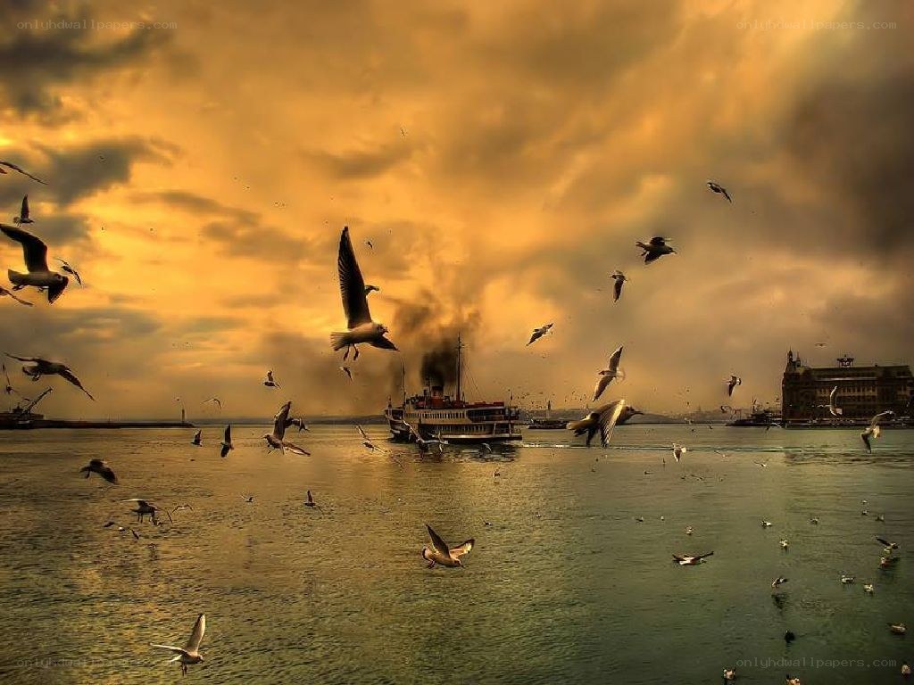 Seagulls over a ferry at sunset