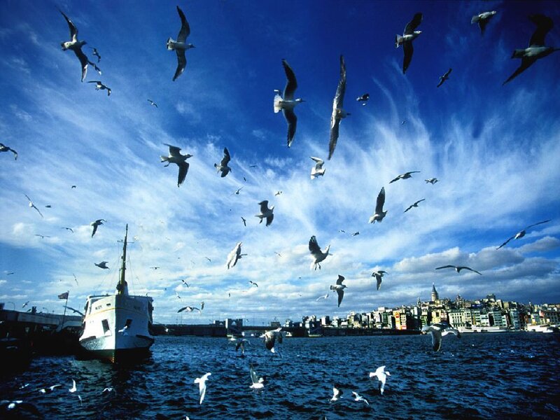 Seagulls over a harbor