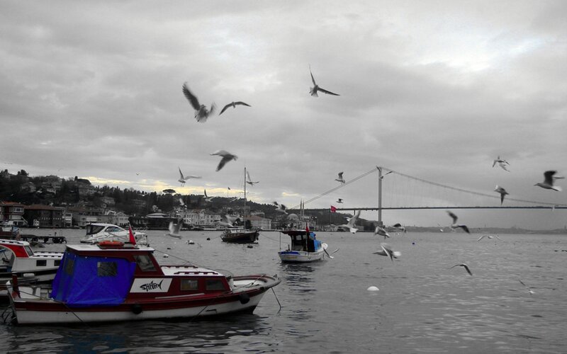 Seagulls over a harbor