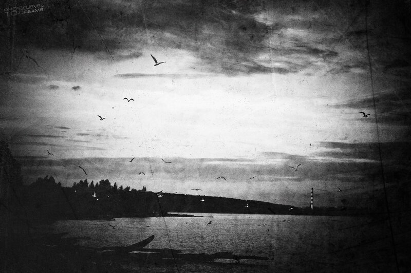Seagulls over a lake at dusk