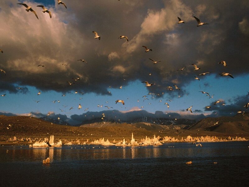Seagulls over a lake at sunset