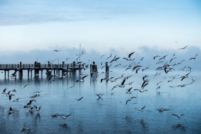 Seagulls over a misty pier