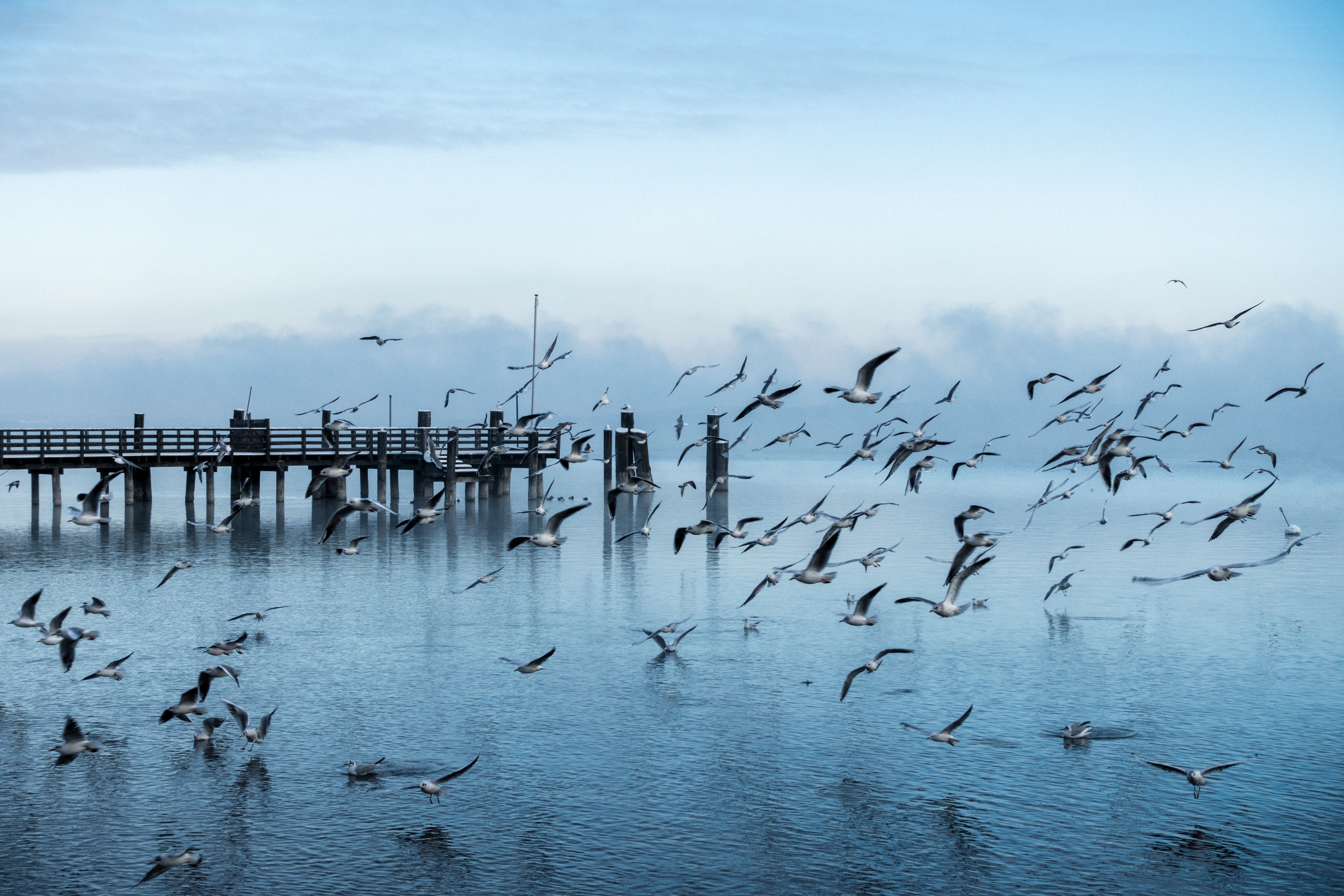Seagulls over a misty pier