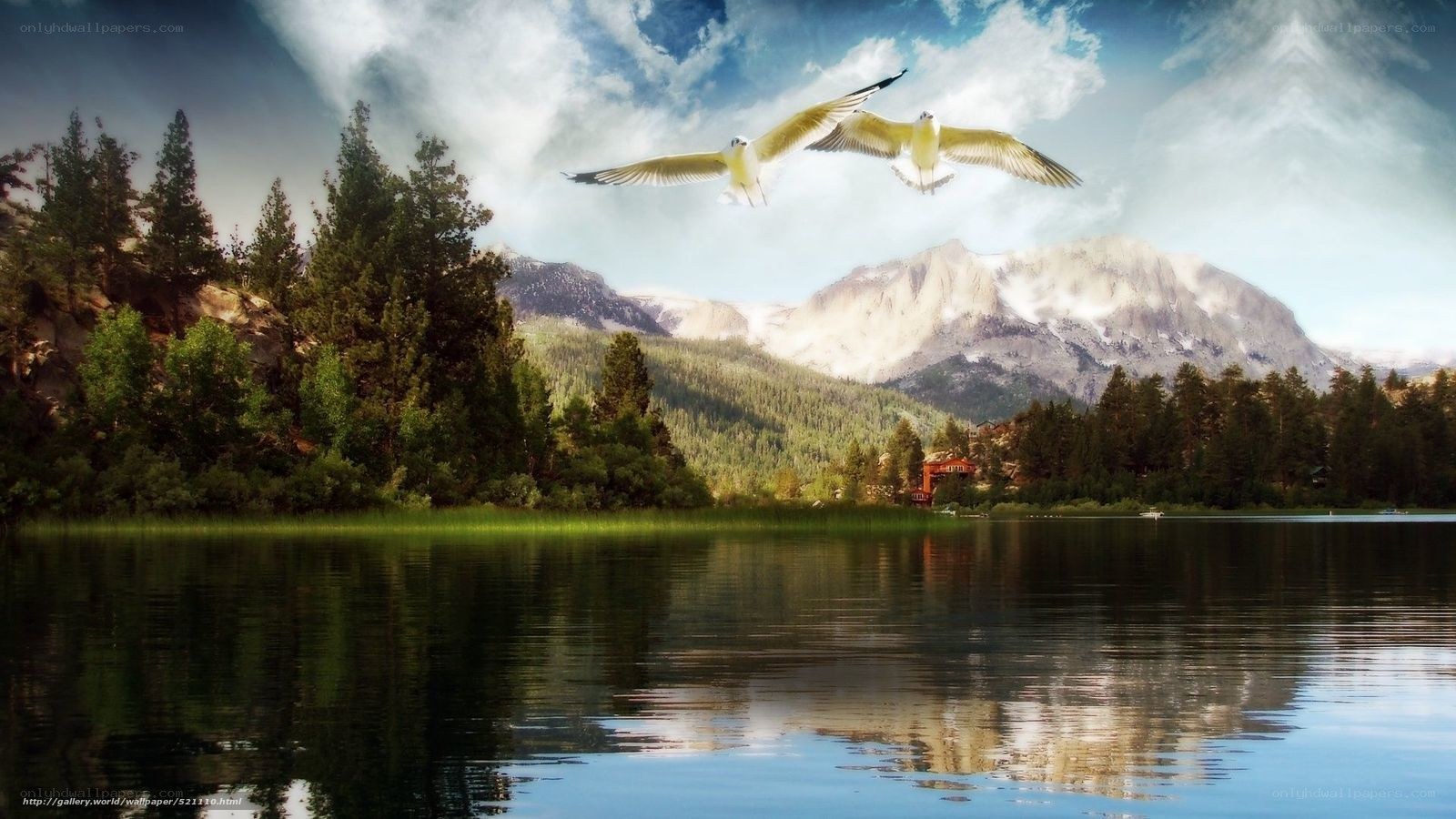 Seagulls over a mountain lake