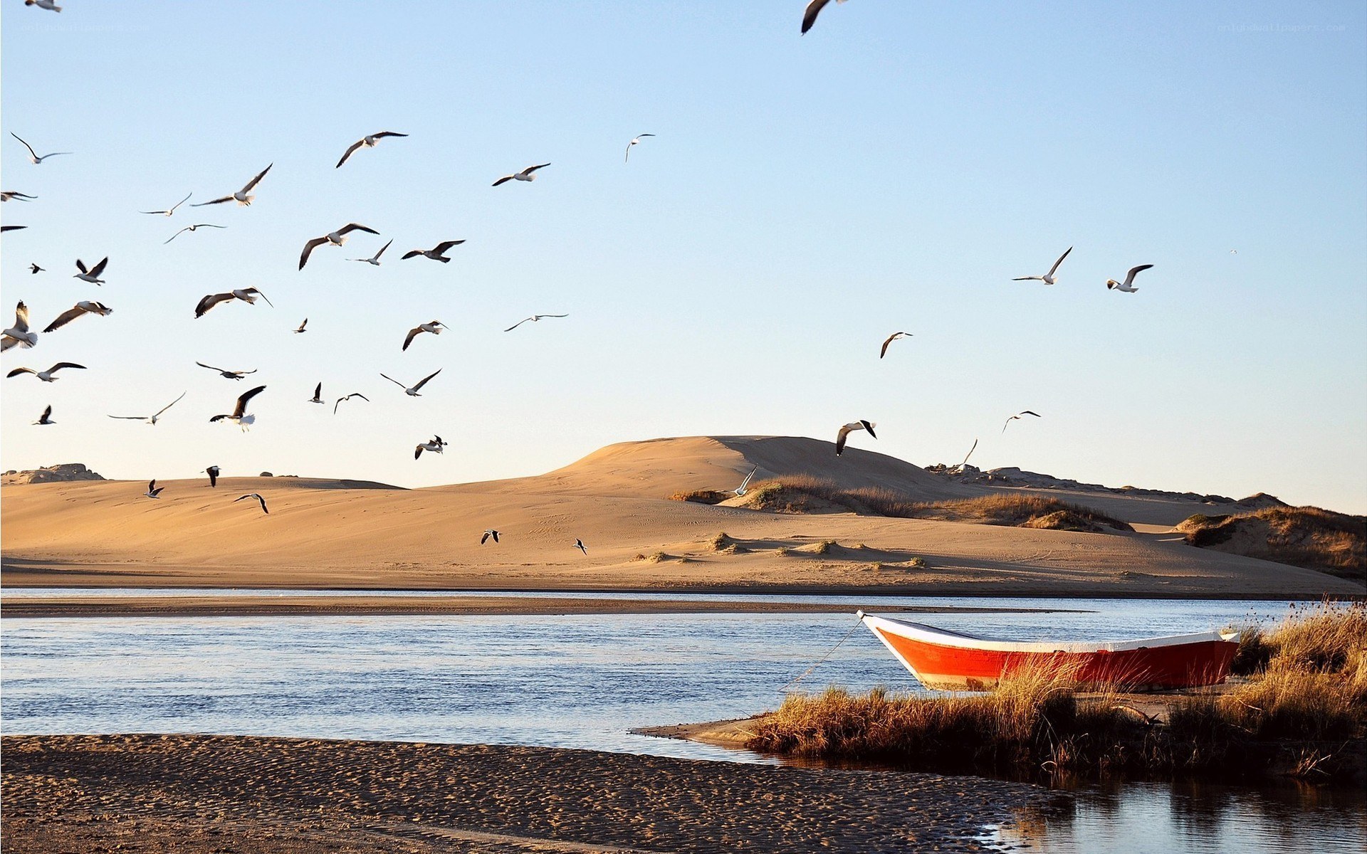 Seagulls over a river and dunes