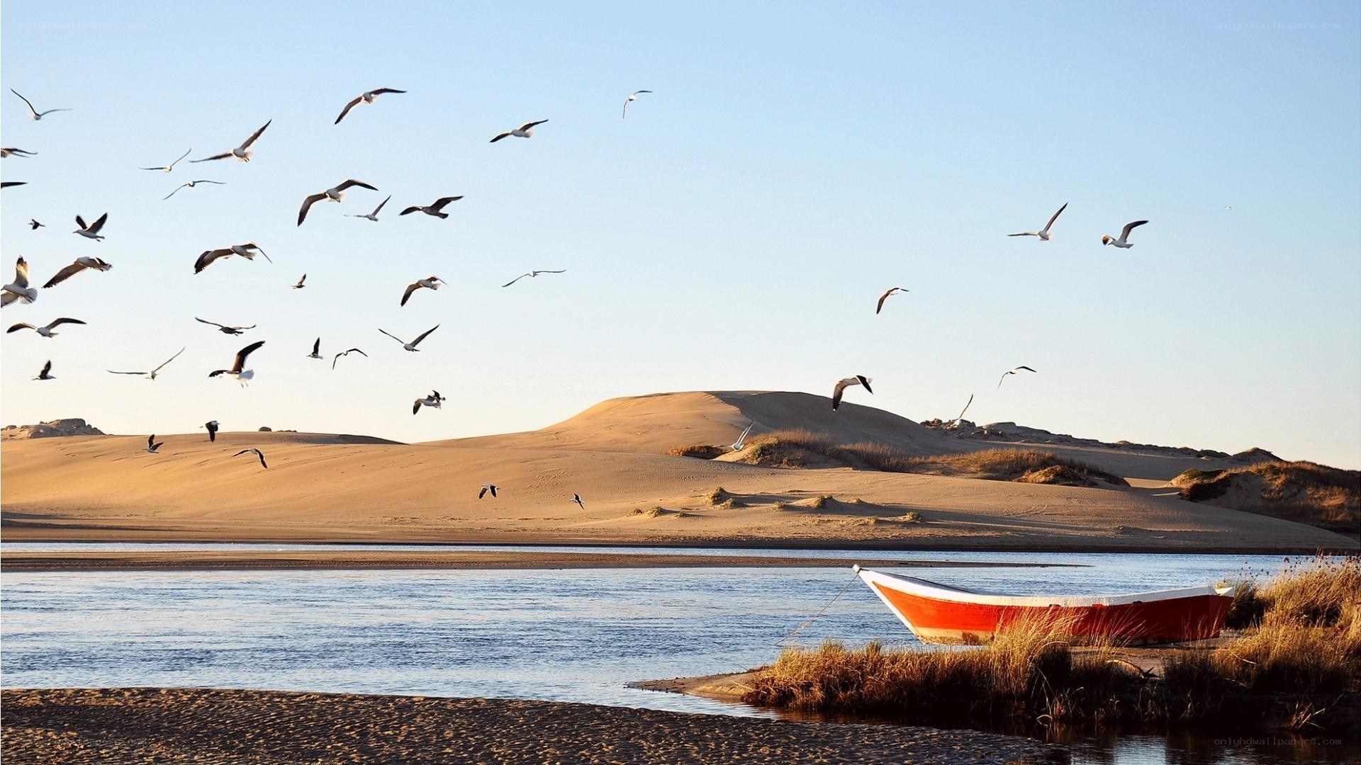 Seagulls over a river and sand dunes