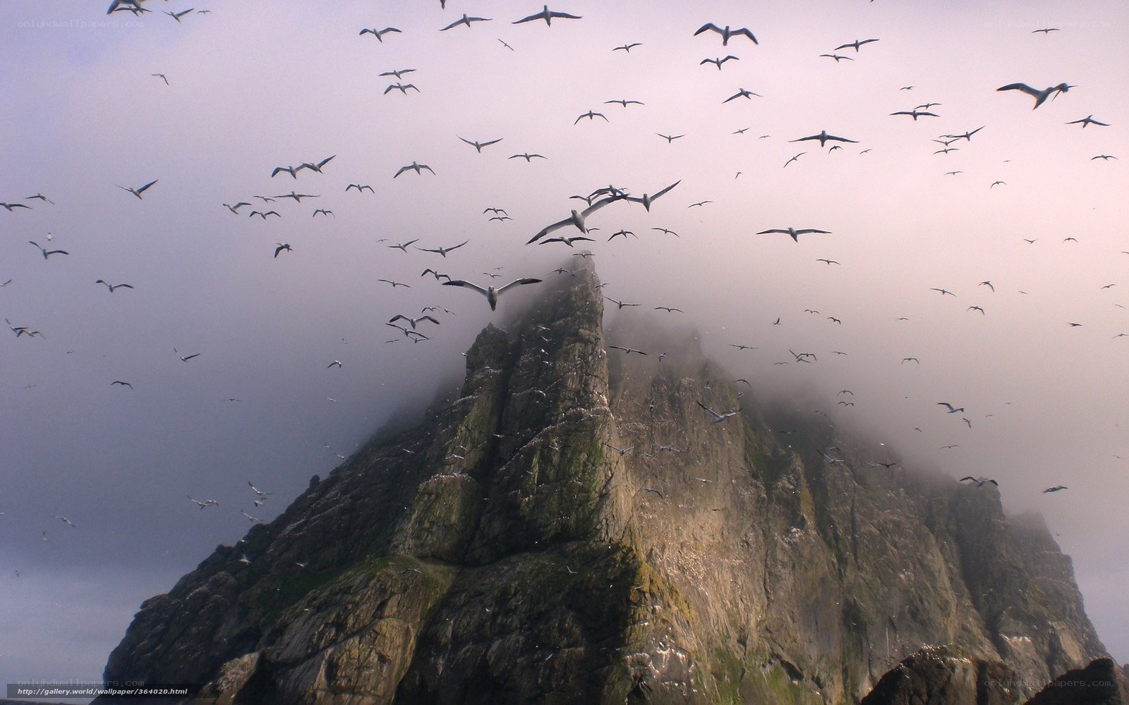 Seagulls over a rocky cliff