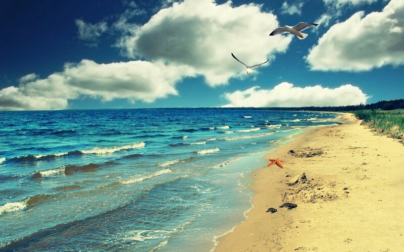 Seagulls over a sandy beach