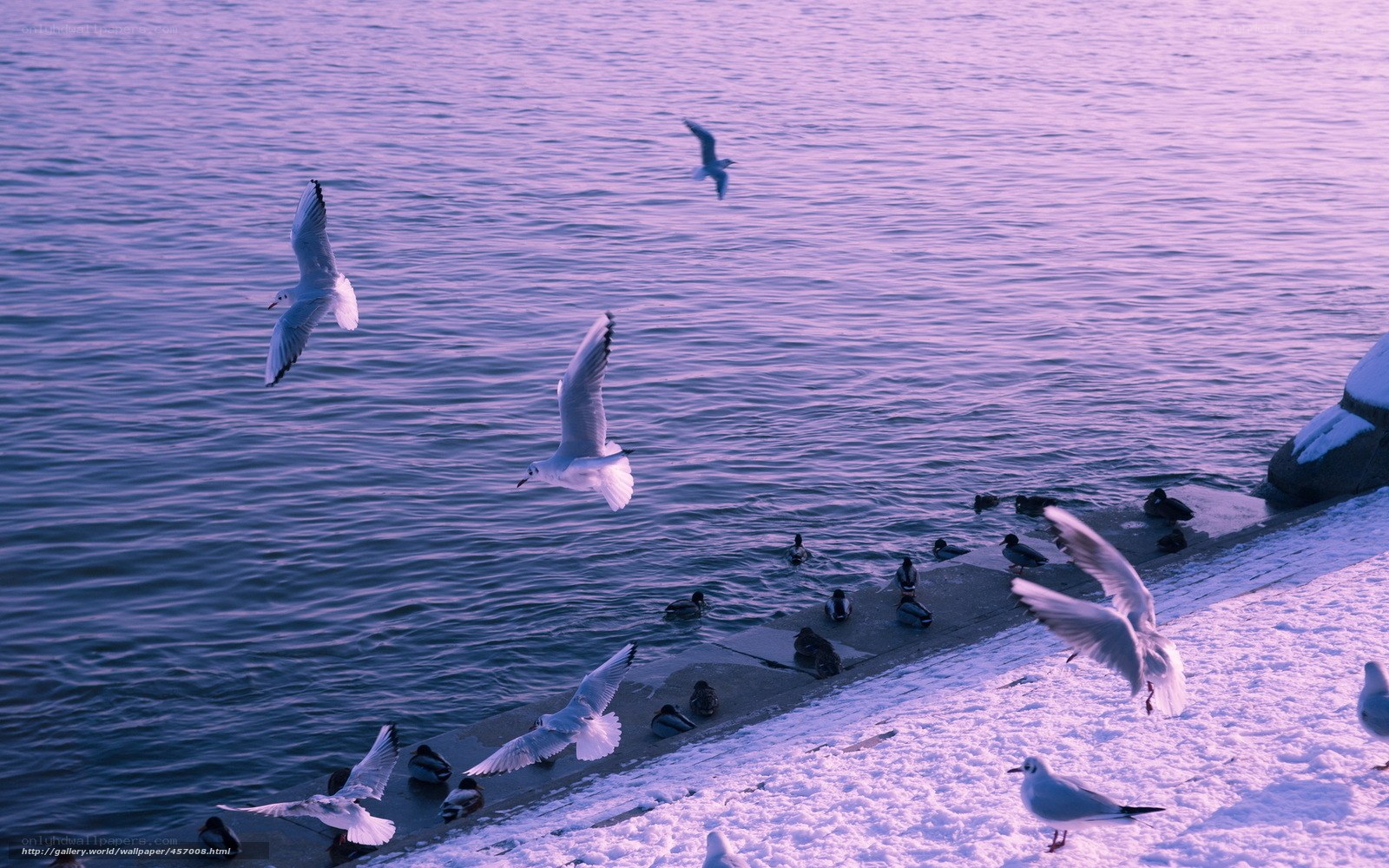 Seagulls over a snowy shore