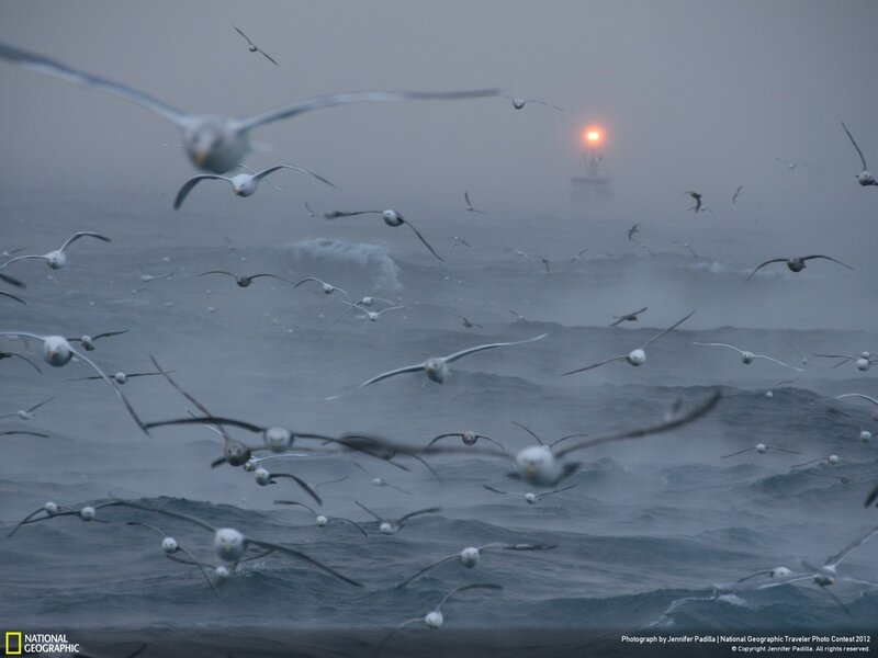 Seagulls over a stormy sea