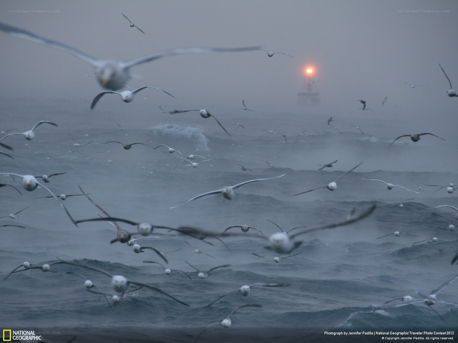 Seagulls over a stormy sea