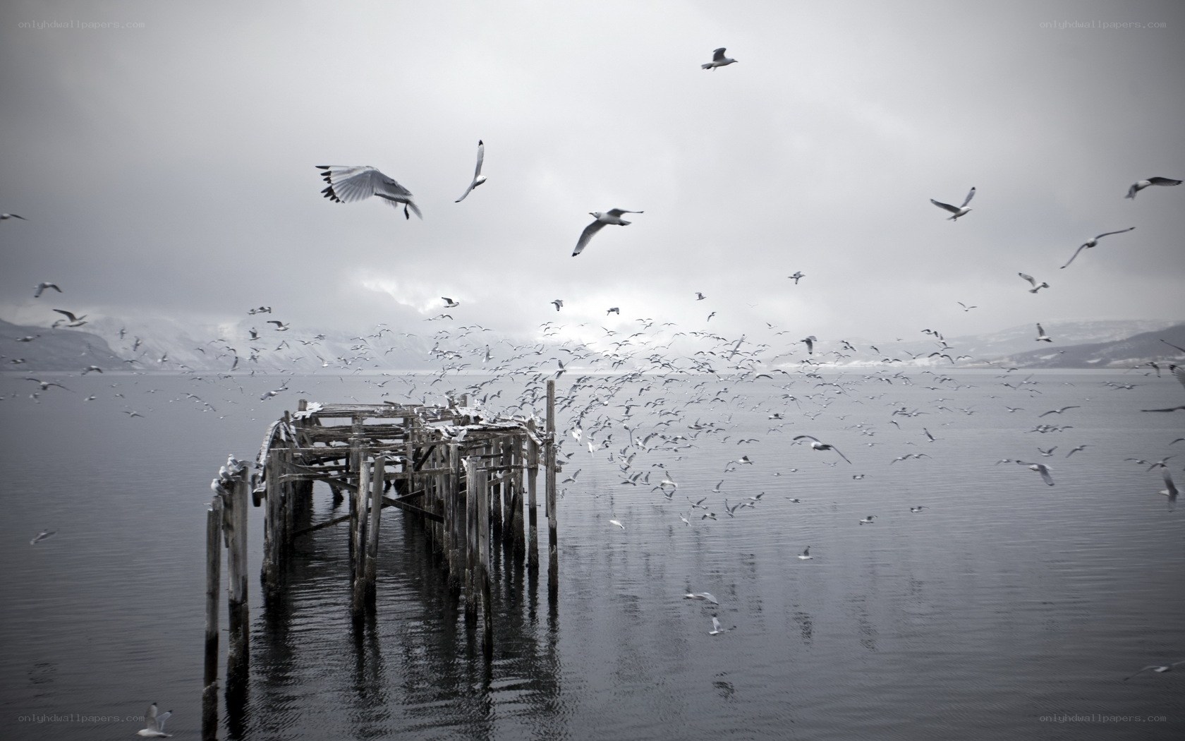Seagulls over a wooden pier