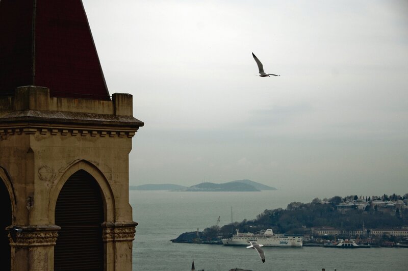 Seagulls over Bay