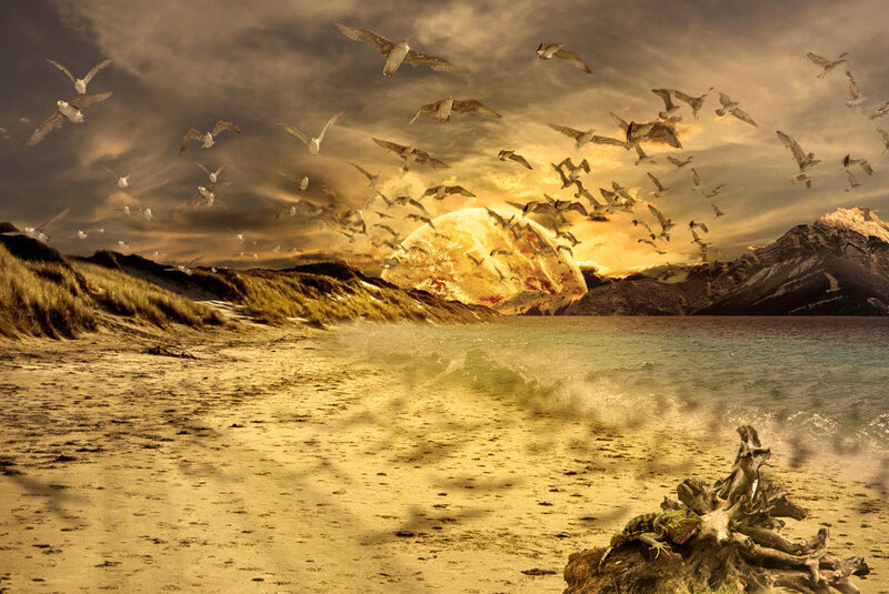 Seagulls over Beach
