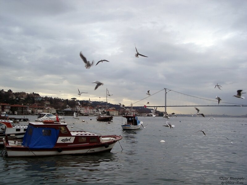 Seagulls over Boats