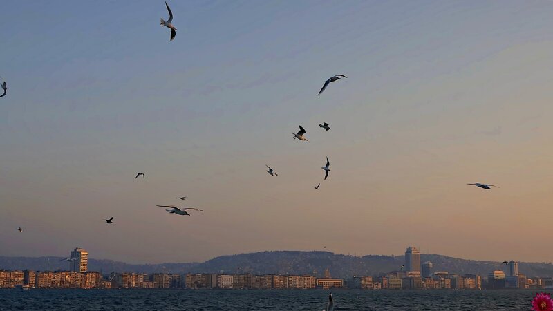 Seagulls over City