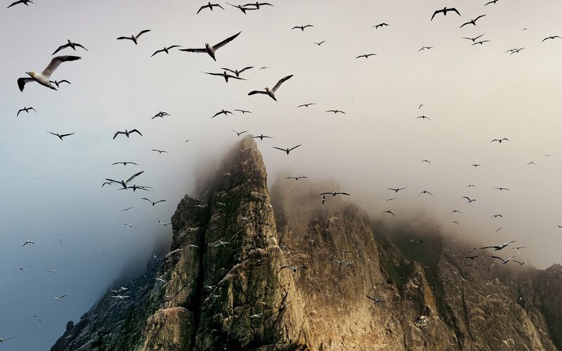 Seagulls over Cliff — Gray