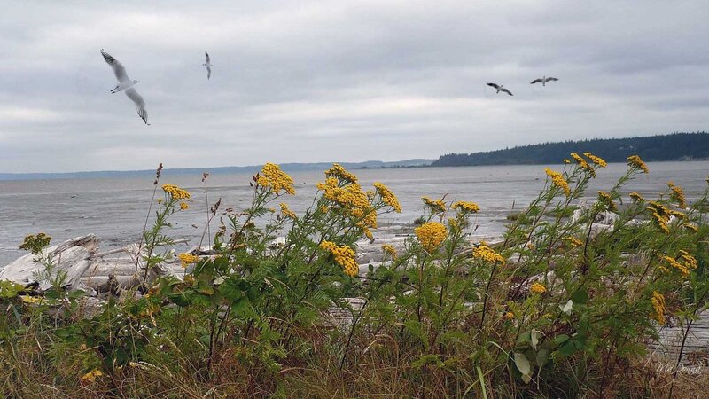 Seagulls over coastal flowers