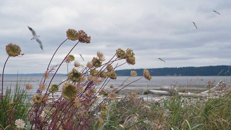 Seagulls over coastal plants