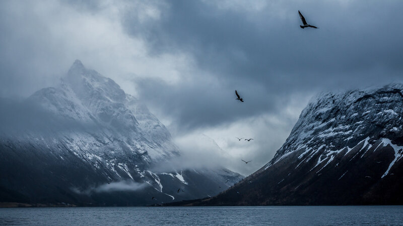 Seagulls over Fjord