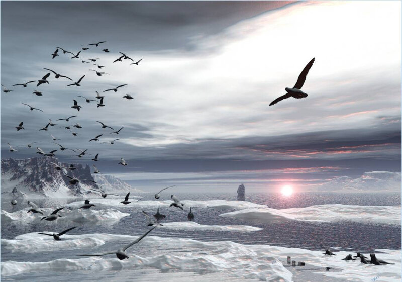 Seagulls over Ice Floes