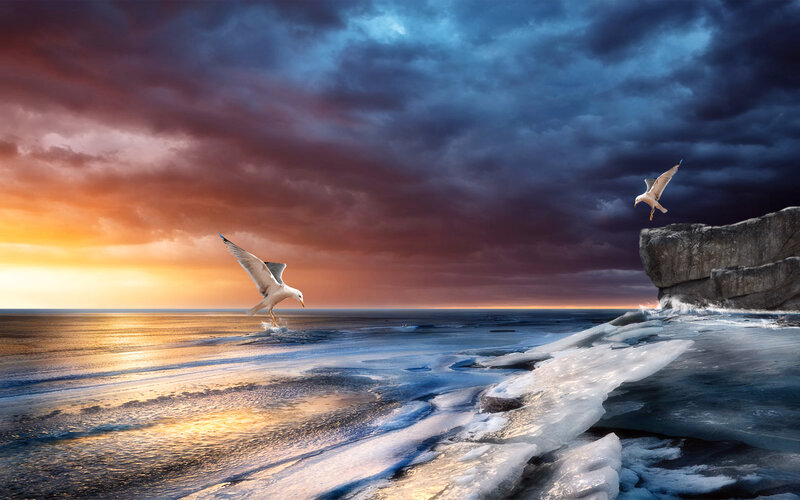 Seagulls over Icy Water