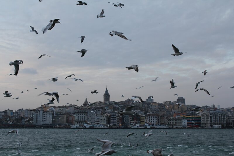 Seagulls over Istanbul Harbor
