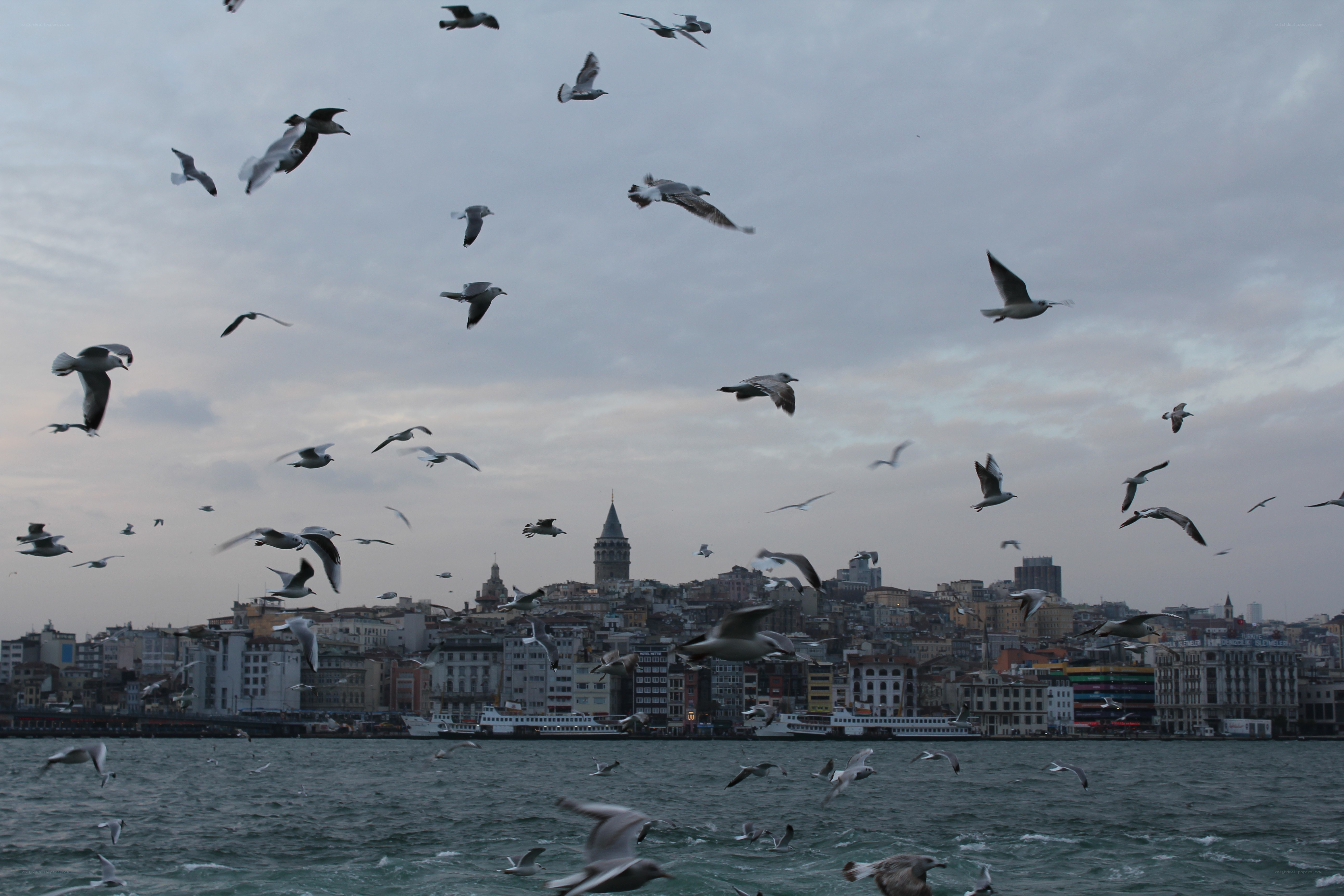 Seagulls over Istanbul Harbor