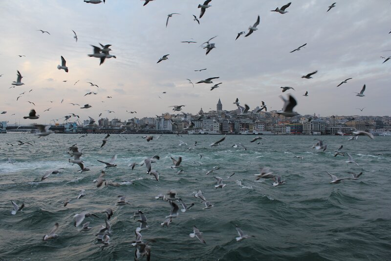 Seagulls over Istanbul harbor