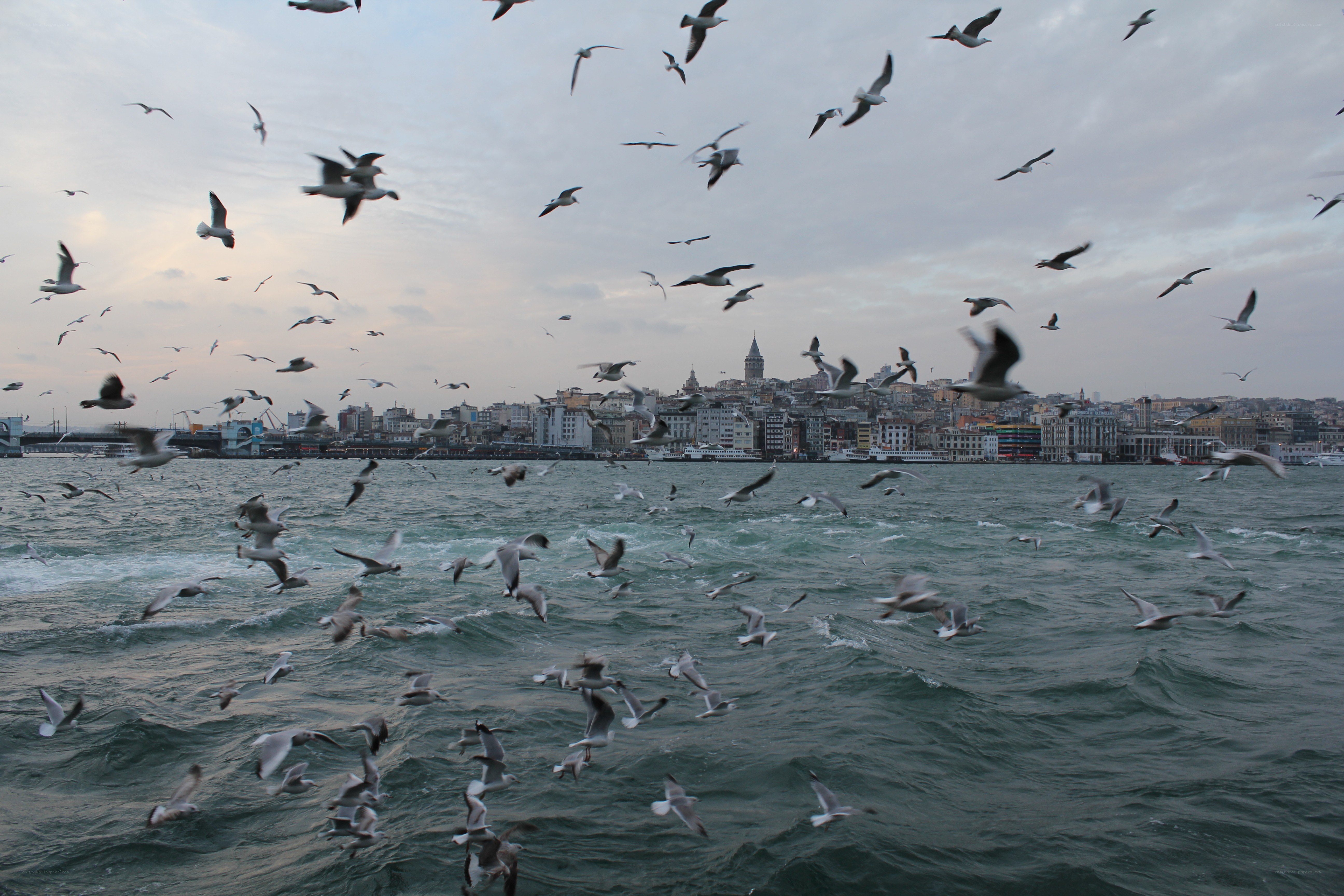 Seagulls over Istanbul harbor