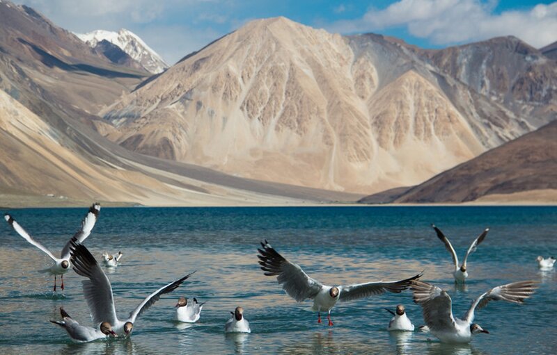 Seagulls over Lake