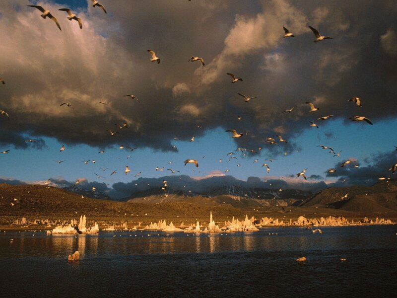 Seagulls over Mono Lake